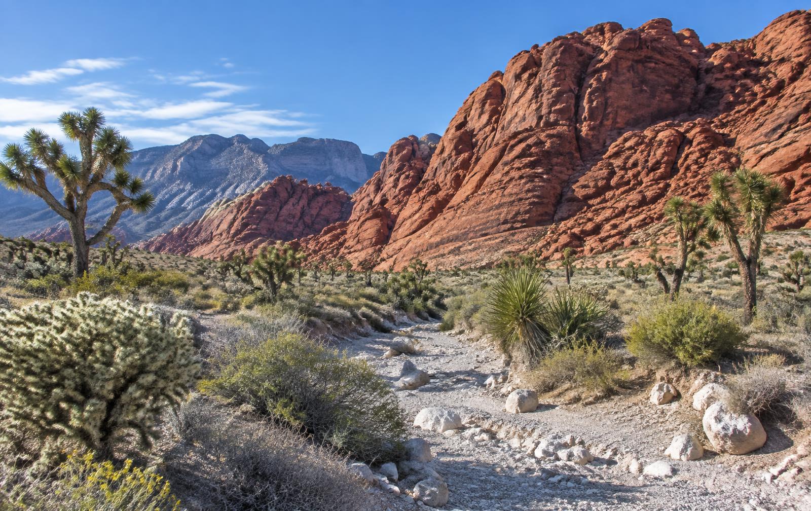 Red sandstone escarpment and Joshua trees at Red Rock Canyon near Las Vegas, Nevada on a clear morning