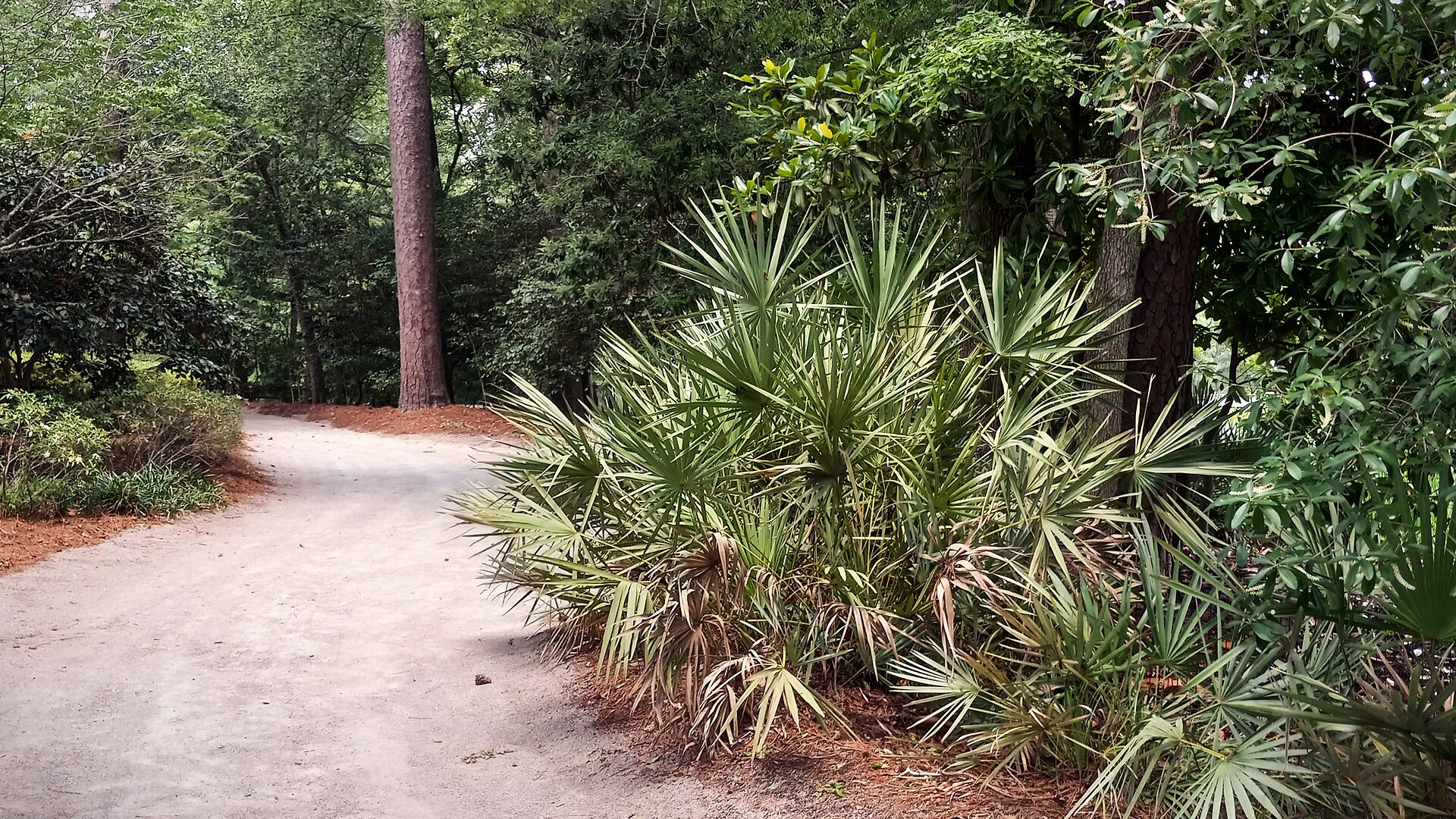 A nature path through Swan Lake Iris Gardens in Sumter, South Carolina